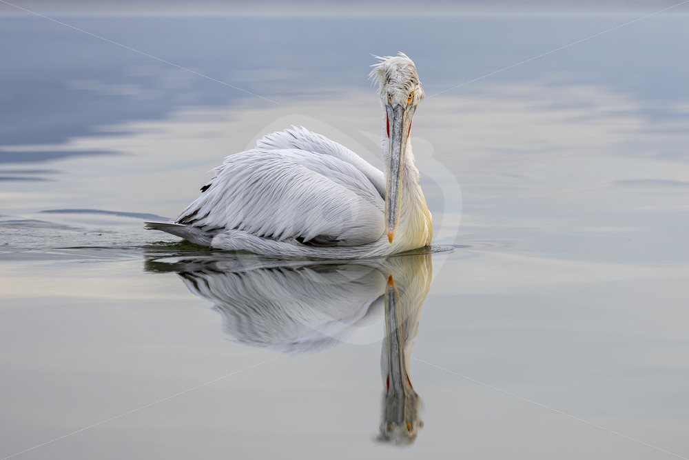 Dalmatian Pelican (Pelecanus crispus) passing by on Lake Kerkini, Greece - Nature Stock Photo Agency