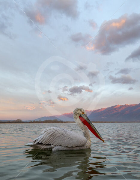 Dalmatian Pelican (Pelecanus crispus) passing by on the lake of National Park Kerkini, Greece - Nature Stock Photo Agency
