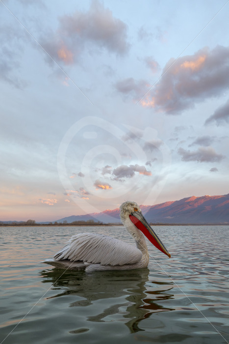Dalmatian Pelican (Pelecanus crispus) passing by on the lake of National Park Kerkini, Greece - Nature Stock Photo Agency