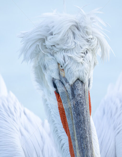 Dalmatian pelican (Pelecanus crispus) portrait in Greece, Lake Kerkini - Nature Stock Photo Agency