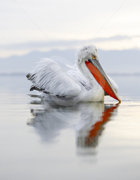 Dalmatian Pelican (Pelecanus crispus) portrait on Lake Kerkini, Kerkini National Park, Greece - Nature Stock Photo Agency