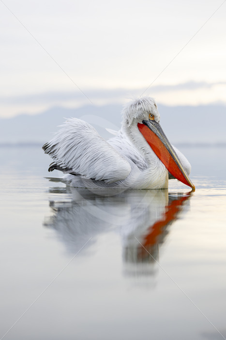 Dalmatian Pelican (Pelecanus crispus) portrait on Lake Kerkini, Kerkini National Park, Greece - Nature Stock Photo Agency