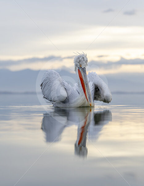 Dalmatian Pelican (Pelecanus crispus) posing during soft light on Lake Kerkini, Greece - Nature Stock Photo Agency