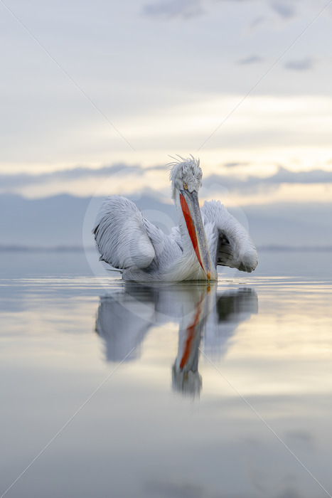 Dalmatian Pelican (Pelecanus crispus) posing during soft light on Lake Kerkini, Greece - Nature Stock Photo Agency
