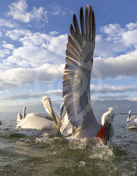 Dalmatian pelican (Pelecanus crispus) spreading its wings in Kerikini National Park, northern Greece - Nature Stock Photo Agency
