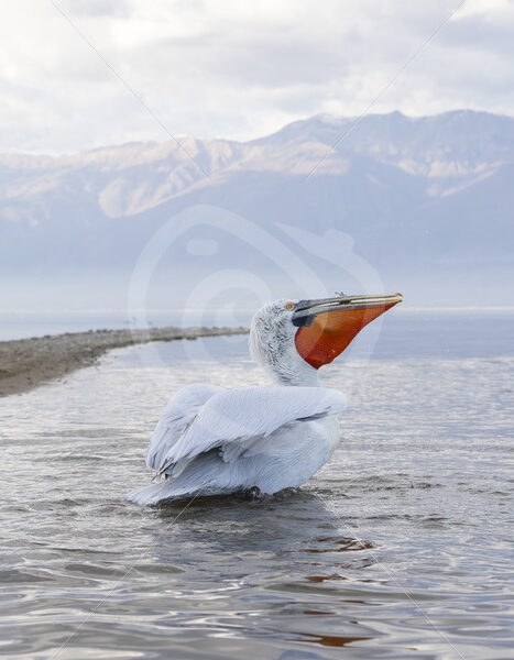 Dalmatian Pelican (Pelecanus crispus) swalloing a fish in Lake Kerkini, Greece - Nature Stock Photo Agency