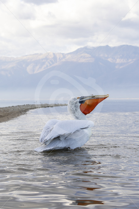 Dalmatian Pelican (Pelecanus crispus) swalloing a fish in Lake Kerkini, Greece - Nature Stock Photo Agency