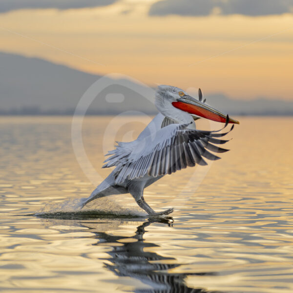 Dalmatian Pelican (Pelecanus crispus) touching down on Lake Kerkini during golden hour. - Nature Stock Photo Agency