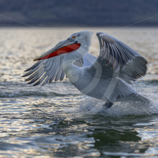 Dalmatian Pelican (Pelecanus crispus) touching down on the lake, National Park Kerkini, Greece - Nature Stock Photo Agency