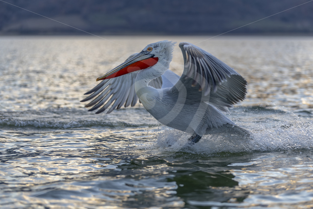 Dalmatian Pelican (Pelecanus crispus) touching down on the lake, National Park Kerkini, Greece - Nature Stock Photo Agency