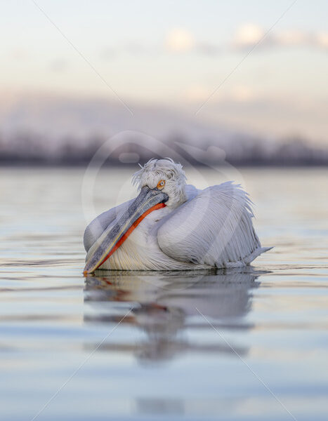 Dalmatian pelican portrait on Lake Kerkini during the golden hour - Nature Stock Photo Agency