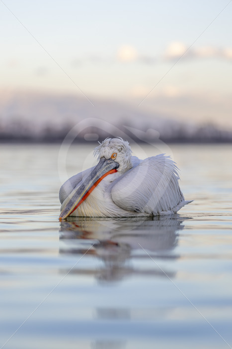Dalmatian pelican portrait on Lake Kerkini during the golden hour - Nature Stock Photo Agency