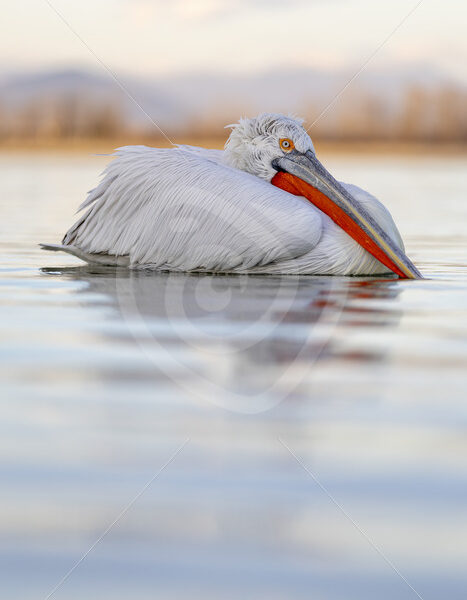 Dalmatian Pelican relaxing on lake Kerkini during the golden hour - Nature Stock Photo Agency