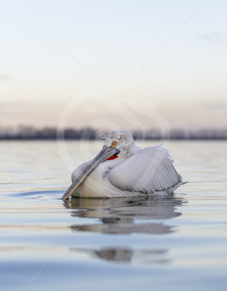Dalmatian pelican relaxing on the water of Lake Kerkini, Central Macedonia, Greece - Nature Stock Photo Agency
