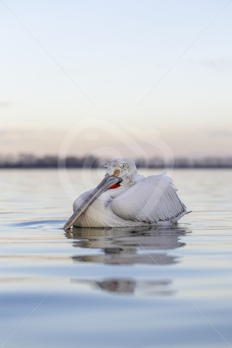 Dalmatian pelican relaxing on the water of Lake Kerkini, Central Macedonia, Greece - Nature Stock Photo Agency Dalmatian pelican relaxing on the water of Lake Kerkini, Central Macedonia, Greece - Nature Stock Photo Agency