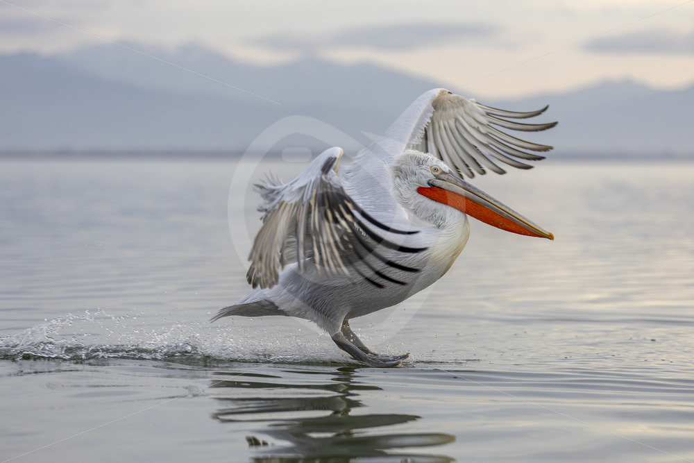 Dalmatian Pelican touching down on Lake Kerkini, Greece - Nature Stock Photo Agency