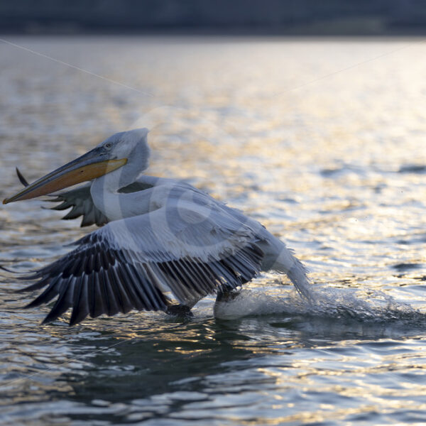 Dalmatian pelican touching down on the lake during the evening light, Greece - Nature Stock Photo Agency