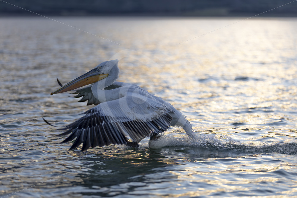 Dalmatian pelican touching down on the lake during the evening light, Greece - Nature Stock Photo Agency