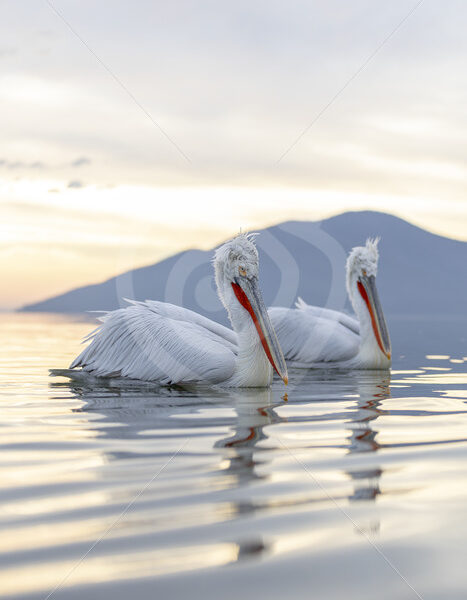Dalmatian Pelicans crusing in pair on Lake Kerkini, Greece - Nature Stock Photo Agency