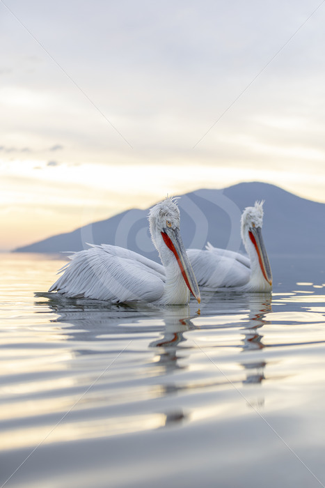 Dalmatian Pelicans crusing in pair on Lake Kerkini, Greece - Nature Stock Photo Agency