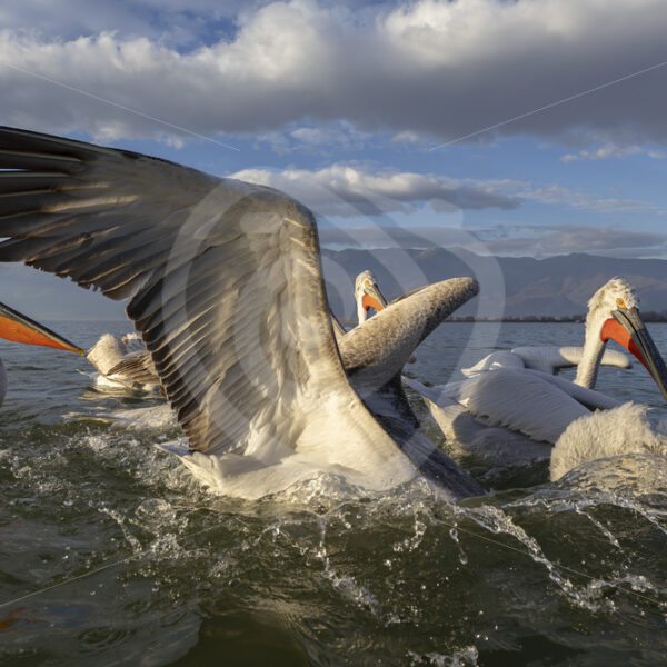 Dalmatian Pelicans diving for fish in front of the boat, Lake Kerkini, Greece - Nature Stock Photo Agency