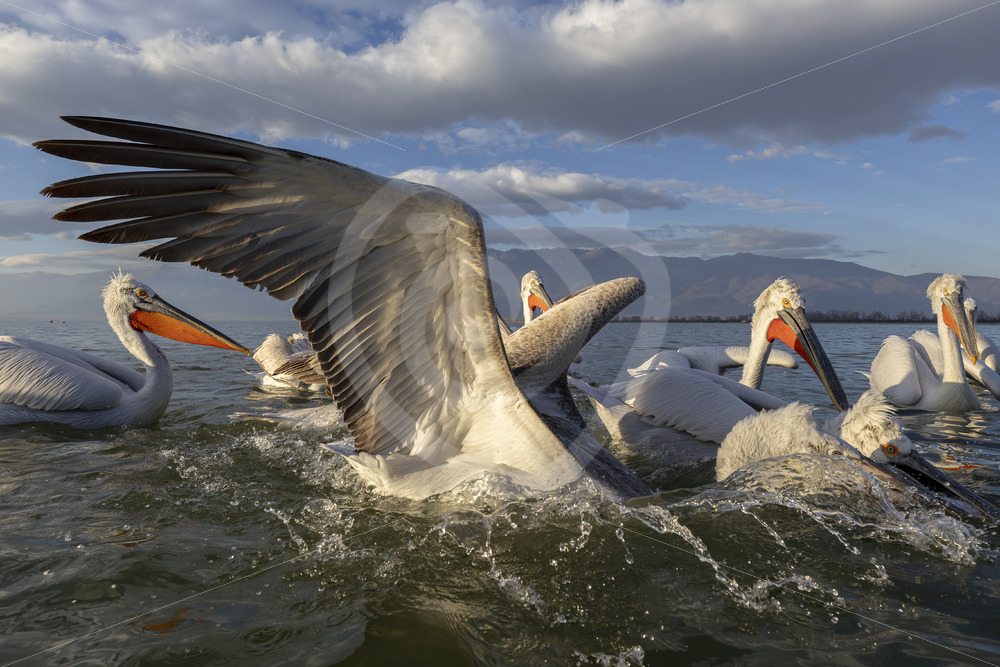 Dalmatian Pelicans diving for fish in front of the boat, Lake Kerkini, Greece - Nature Stock Photo Agency