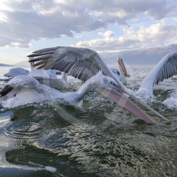 Dalmatian Pelicans fighting for fish on Lake Kerkini, Greece - Nature Stock Photo Agency