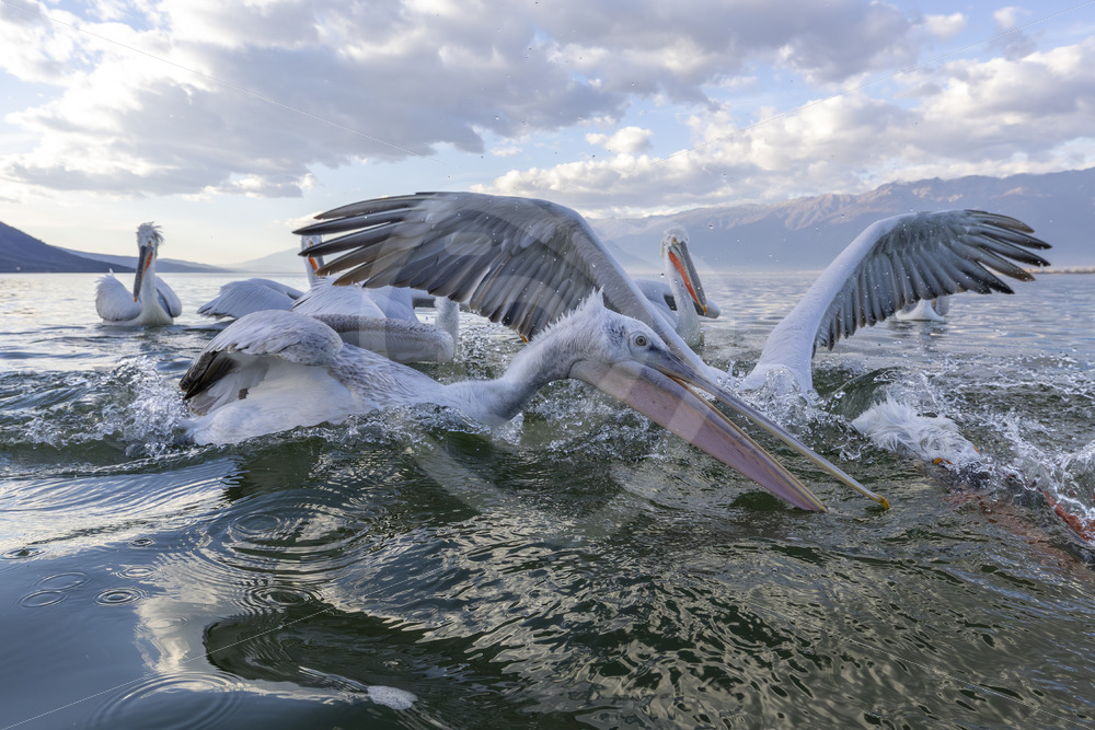 Dalmatian Pelicans fighting for fish on Lake Kerkini, Greece - Nature Stock Photo Agency Dalmatian Pelicans fighting for fish on Lake Kerkini, Greece - Nature Stock Photo Agency