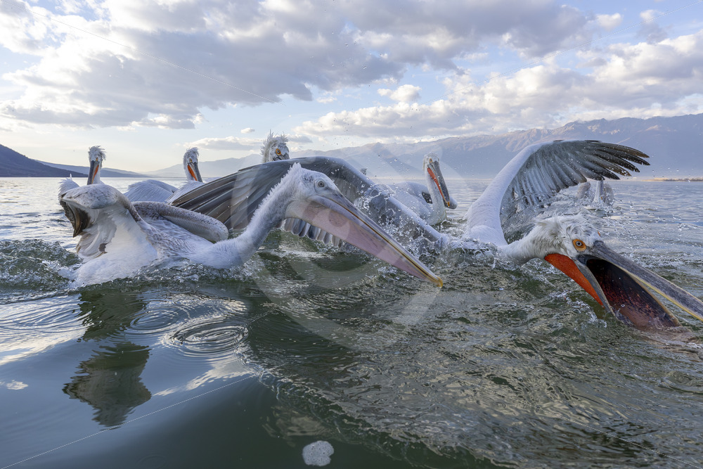 Dalmatian Pelicans (Pelecanus crispus) diving for fish in front of the fish, Lake Kerkini, Greece - Nature Stock Photo Agency
