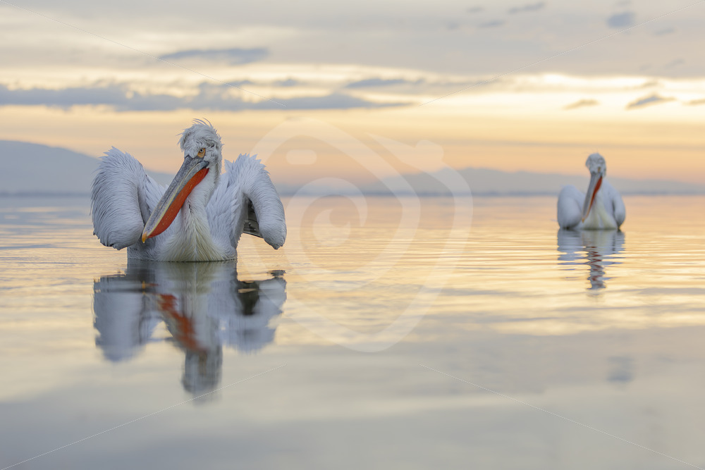 Dalmatian Pelicans (Pelecanus crispus) during the golden hour on Lake Kerkini, Greece - Nature Stock Photo Agency