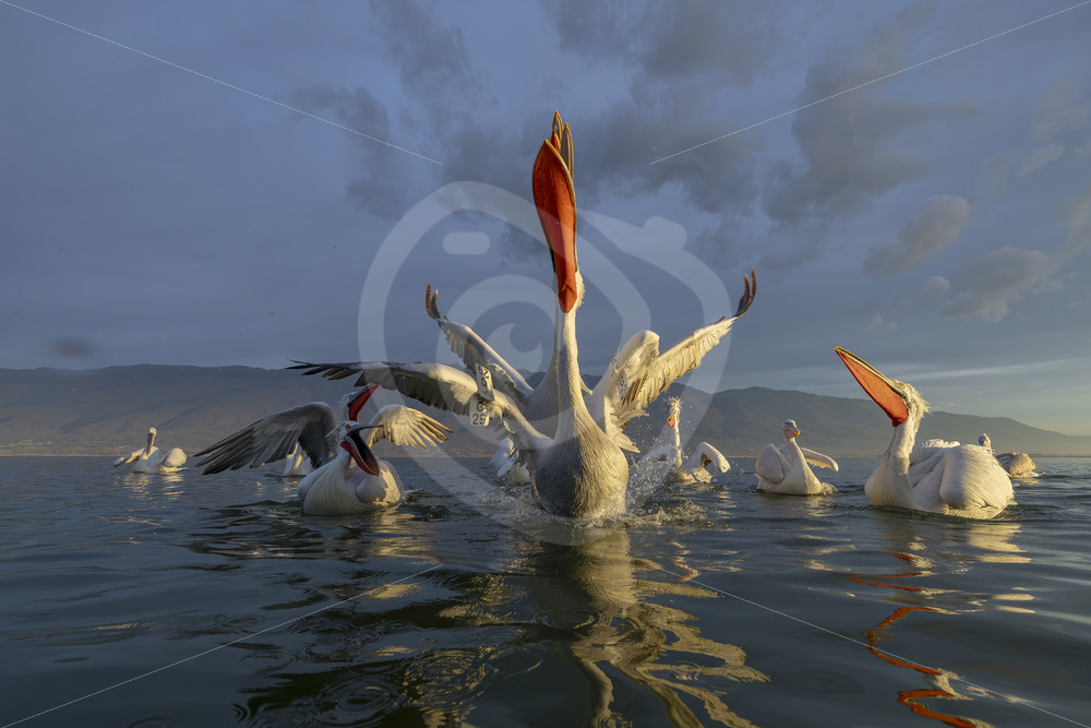 Dalmatian Pelicans (Pelecanus crispus) performing during the golden hour on Lake Kerkini, Greece - Nature Stock Photo Agency