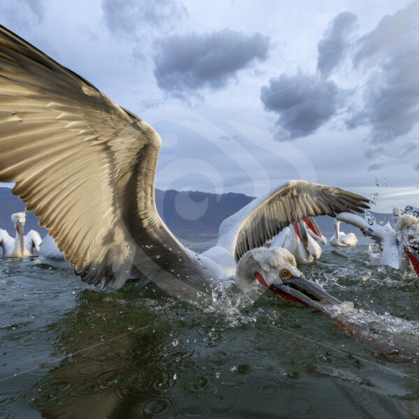 Dalmatian Pelicans trying to catch some fish in Lake Kerkini, Greece - Nature Stock Photo Agency