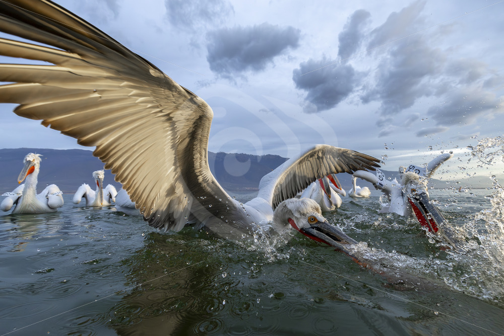 Dalmatian Pelicans trying to catch some fish in Lake Kerkini, Greece - Nature Stock Photo Agency