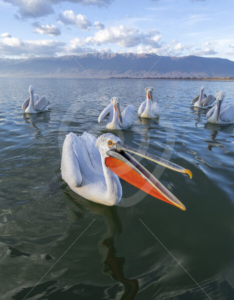 Dalmatian pelicans up close and personal on Lake Kerkini, Greece - Nature Stock Photo Agency