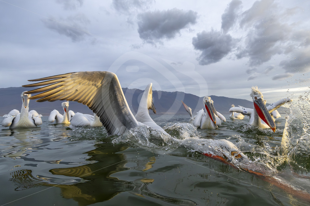 Dalmatian Pelicans very active in front of the camera, Lake Kerkini, Greece - Nature Stock Photo Agency