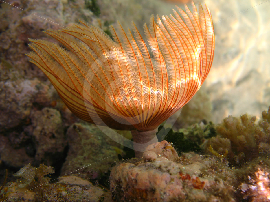 Feather duster worm (Sabellastarte) Marsa Alama, Red Sea, Egypt - Nature Stock Photo Agency