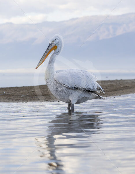 Female dalmatian pelican on a sandy island in the middle of Lake Kerkini, Greece - Nature Stock Photo Agency