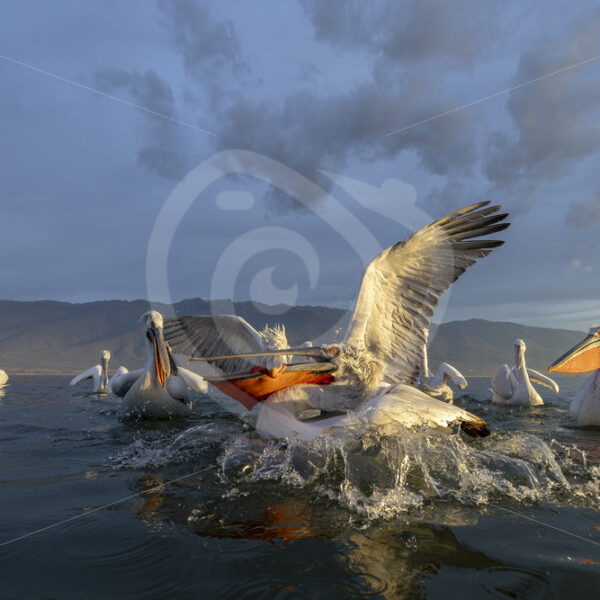 Fighting Dalmatian Pelicans on Lake Kerkini, Greece - Nature Stock Photo Agency