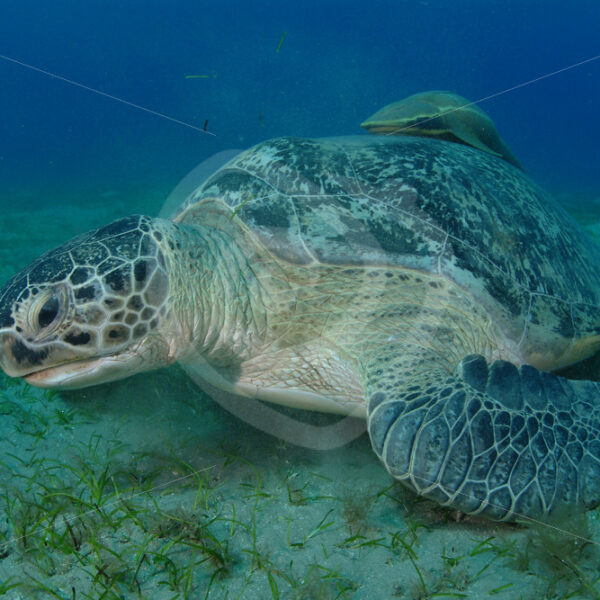 Green sea turtle (Chelonia mydas) eating sea grass in Abu Dabbab, Egypt - Nature Stock Photo Agency