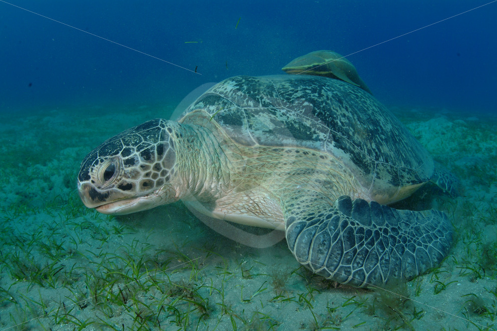 Green sea turtle (Chelonia mydas) eating sea grass in Abu Dabbab, Egypt - Nature Stock Photo Agency