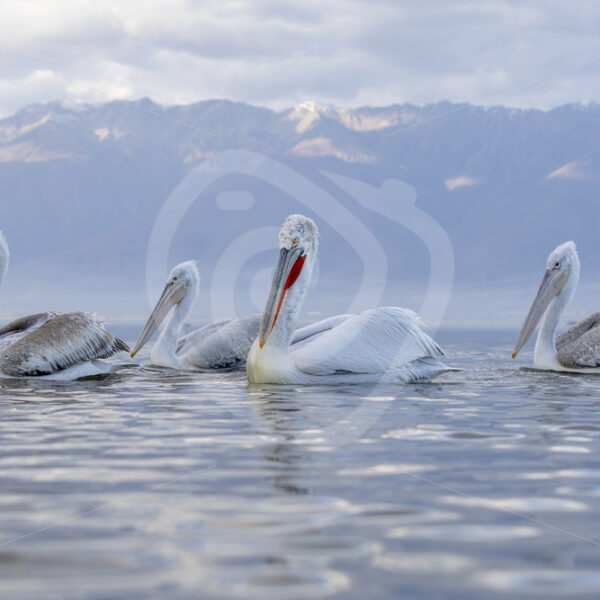 Group of Dalmatian Pelicans crusing by during sunset on Lake Kerkini, Greece - Nature Stock Photo Agency