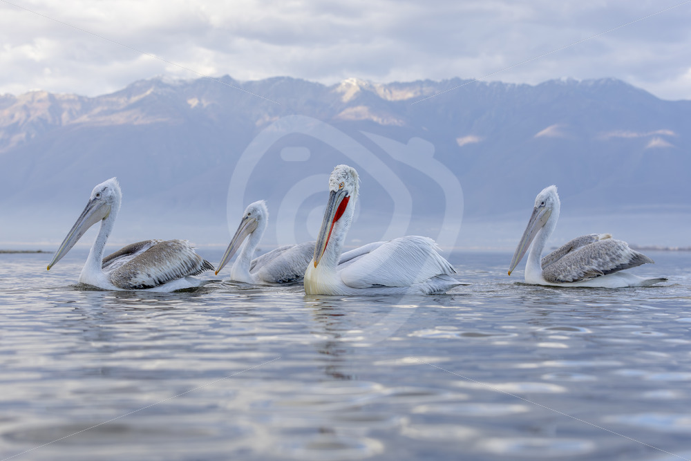 Group of Dalmatian Pelicans crusing by during sunset on Lake Kerkini, Greece - Nature Stock Photo Agency