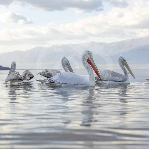 Group of Dalmatian Pelicans (Pelecanus crispus) in Kerkini National Perk, Greece - Nature Stock Photo Agency