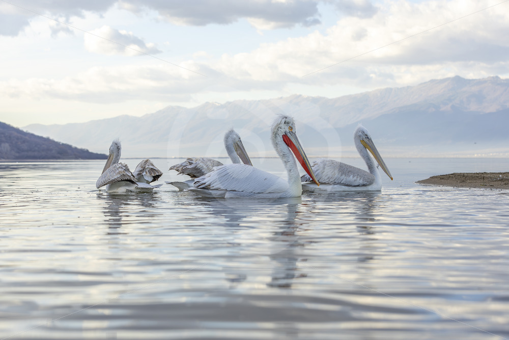 Group of Dalmatian Pelicans (Pelecanus crispus) in Kerkini National Perk, Greece - Nature Stock Photo Agency
