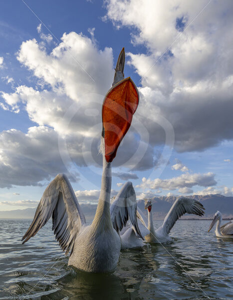 Group of Damlatian pelicans making a lot of noise on Lake Kerkini, Greece - Nature Stock Photo Agency