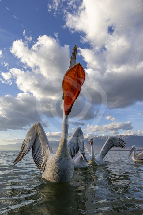 Group of Damlatian pelicans making a lot of noise on Lake Kerkini, Greece - Nature Stock Photo Agency Group of Damlatian pelicans making a lot of noise on Lake Kerkini, Greece - Nature Stock Photo Agency