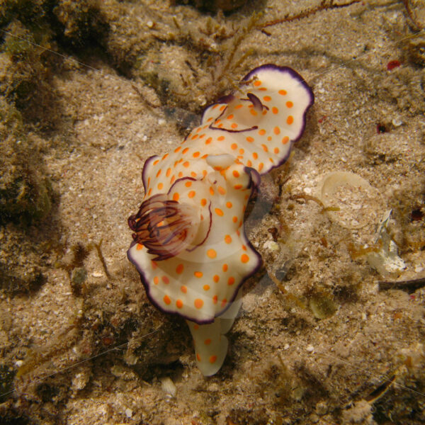 Hypselodoris ghardaqana nudibranch, Abu Dabbab, Marsa Alam, Egypt - Nature Stock Photo Agency