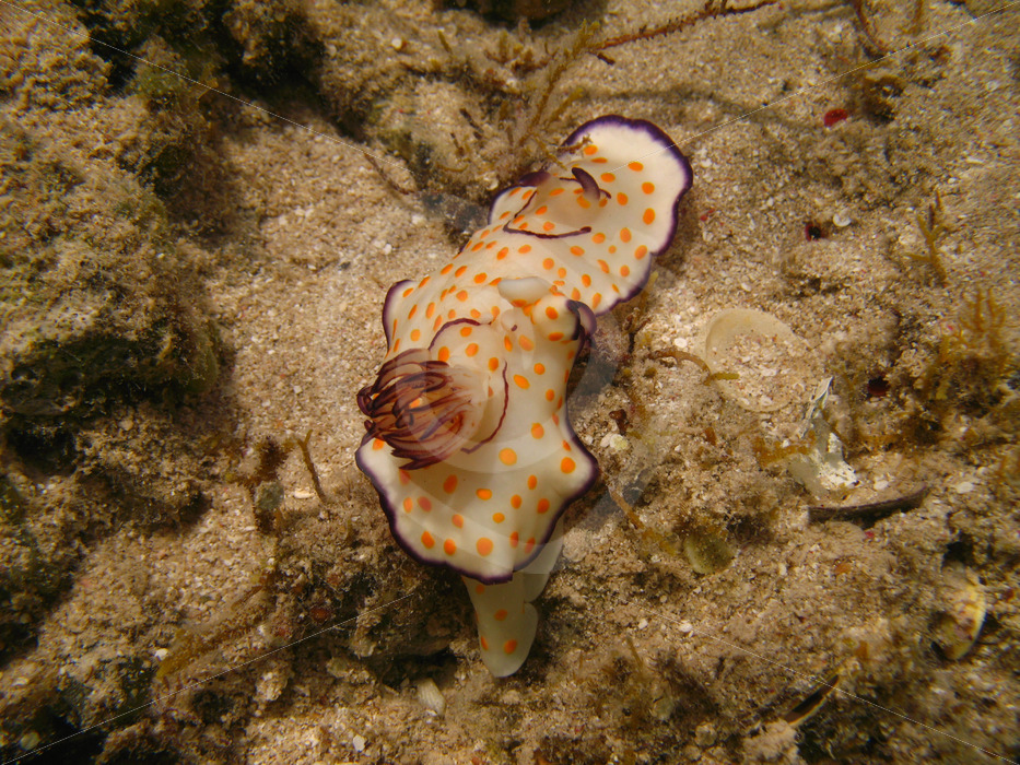 Hypselodoris ghardaqana nudibranch, Abu Dabbab, Marsa Alam, Egypt - Nature Stock Photo Agency