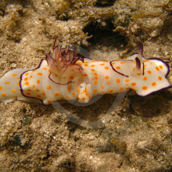 Hypselodoris ghardaqana seasnail, Abu Dabbab, Marsa Alam, Egypt - Nature Stock Photo Agency