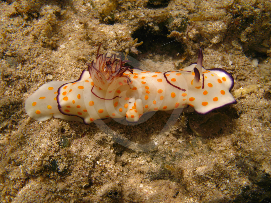 Hypselodoris ghardaqana seasnail, Abu Dabbab, Marsa Alam, Egypt - Nature Stock Photo Agency